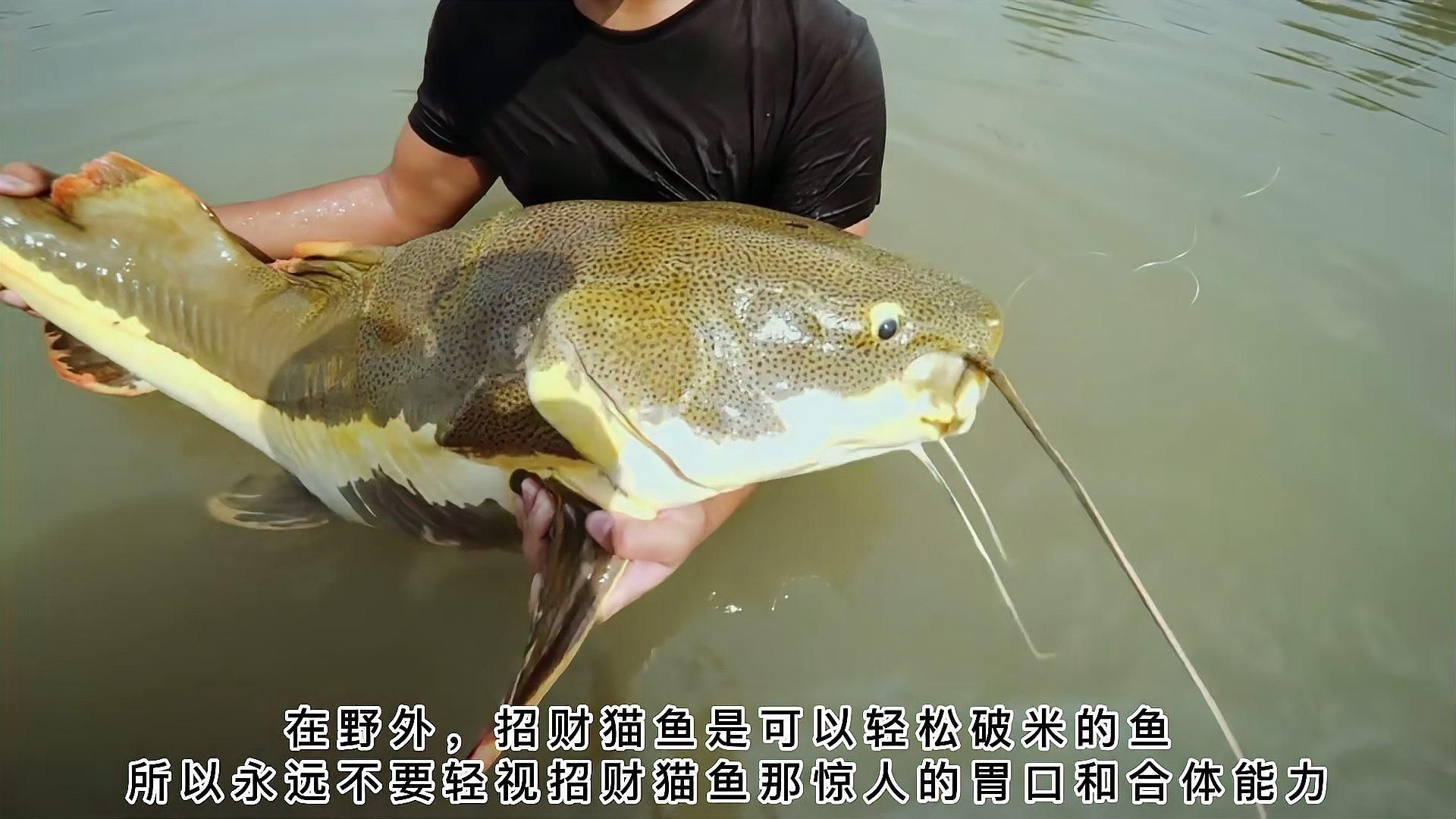 招財貓魚喜歡吃什么食物，招財貓魚吃什么