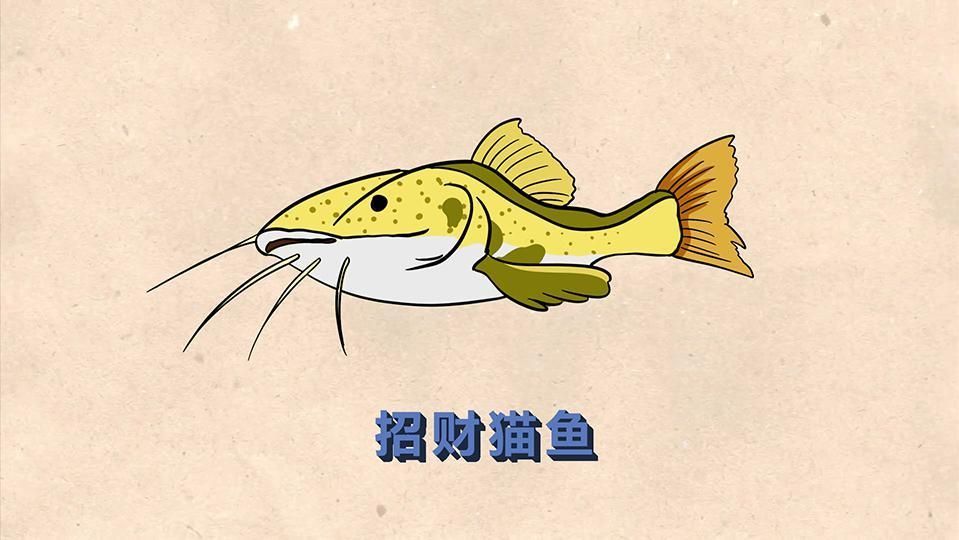 招財貓魚喜歡吃什么食物，招財貓魚吃什么