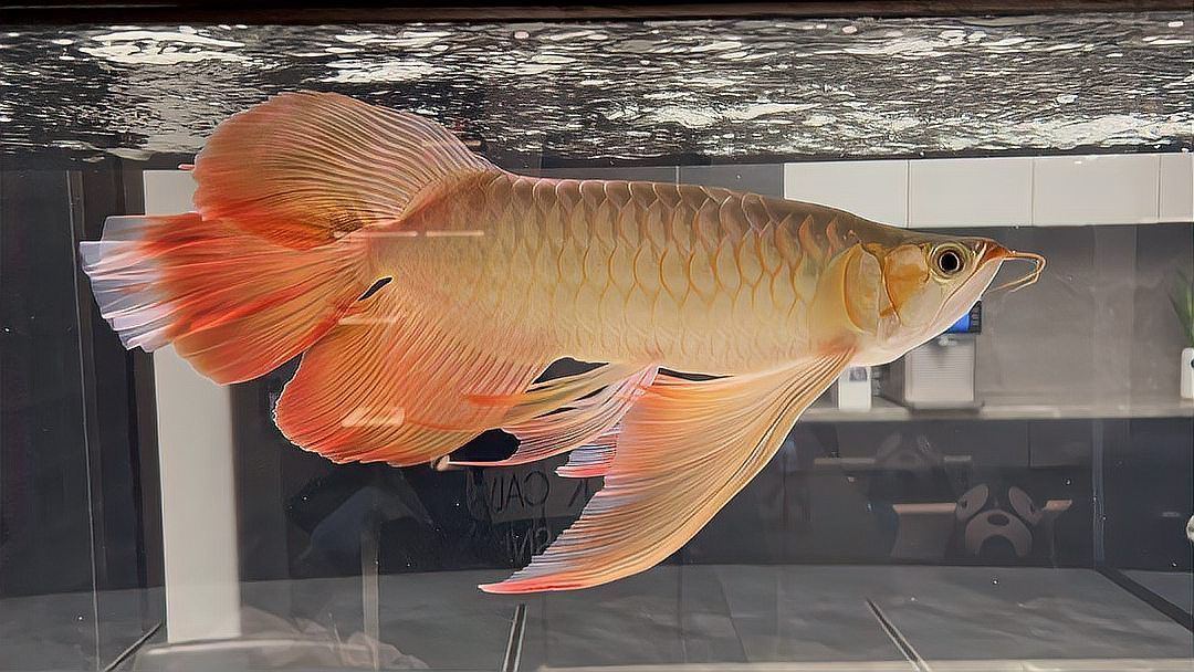 龍魚藥“治百病”具體是什么藥？，“龍魚藥‘治百病’/治百病’”具體是什么藥