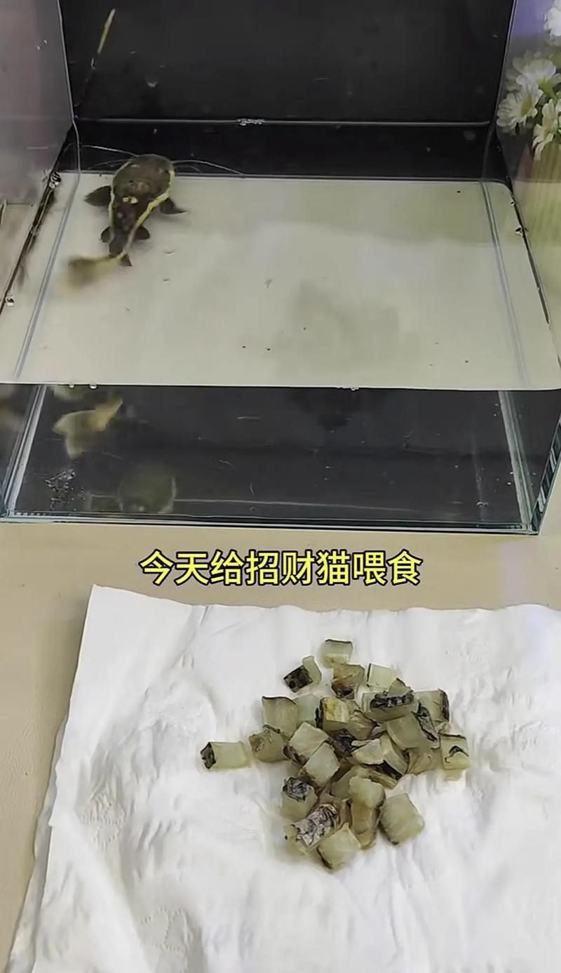 招財(cái)貓魚喜歡吃什么食物，招財(cái)貓魚吃什么，盤點(diǎn)招財(cái)貓魚能吃的哪些食物