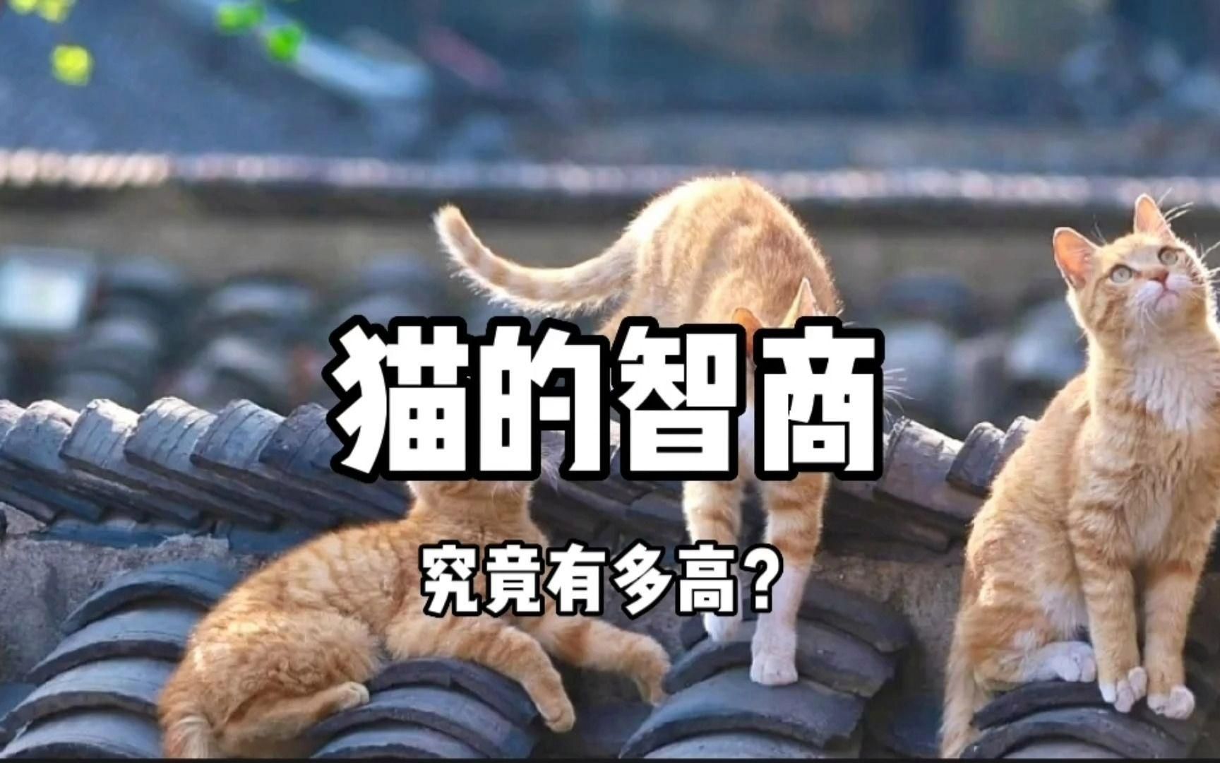 龍貓和貓哪個更聰明，龍貓和貓哪個更聰明，
