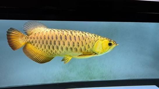 2024年龍魚比賽有哪些亮點？，2024年“長城杯”世界龍魚錦標賽和馬來西亞mafc龍魚爭霸賽
