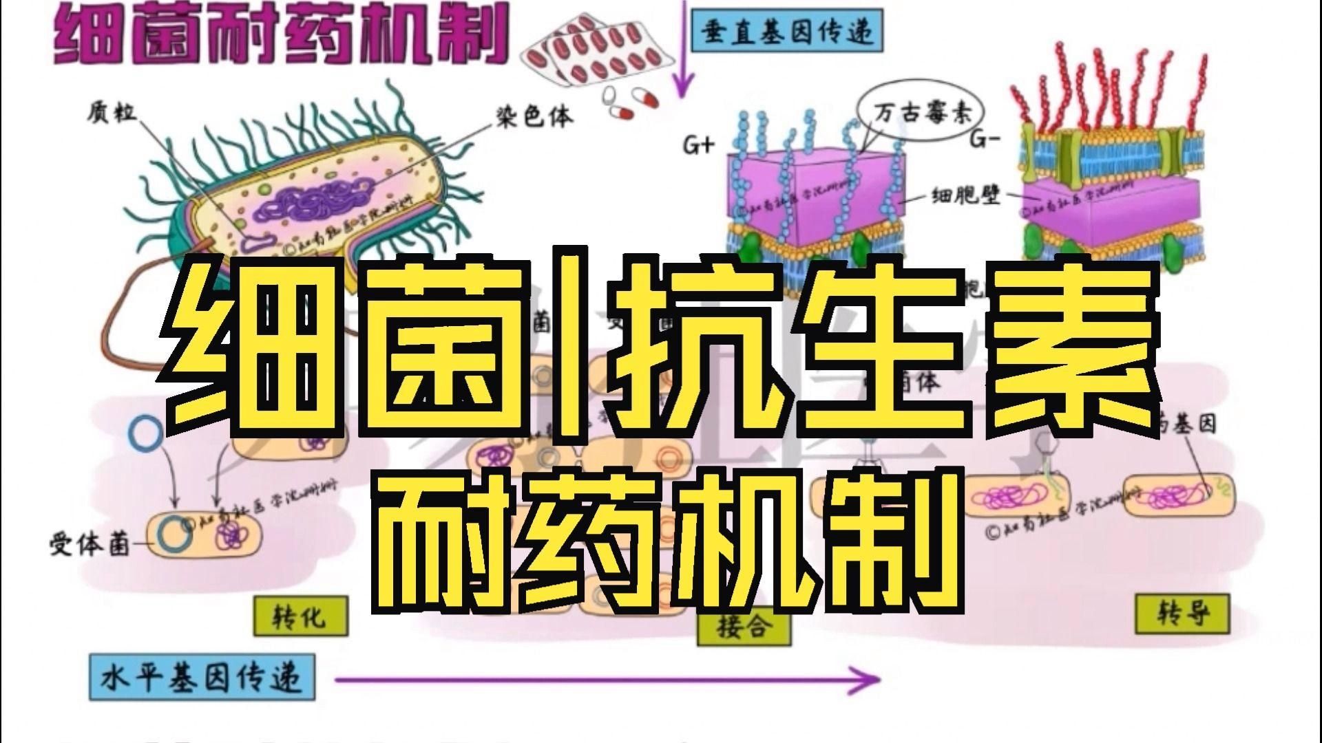真菌和細菌的耐藥性有何不同，真菌和細菌的耐藥性有何不同,