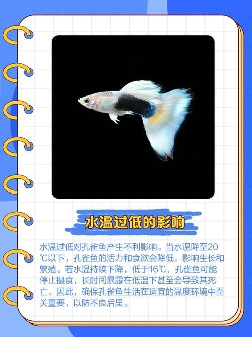 如何預(yù)防孔雀魚夜間死亡，預(yù)防孔雀魚夜間死亡的方法