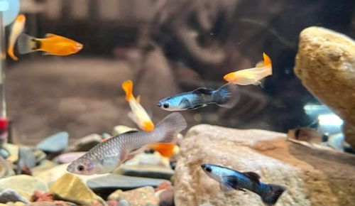 如何預(yù)防孔雀魚夜間死亡，預(yù)防孔雀魚夜間死亡的方法