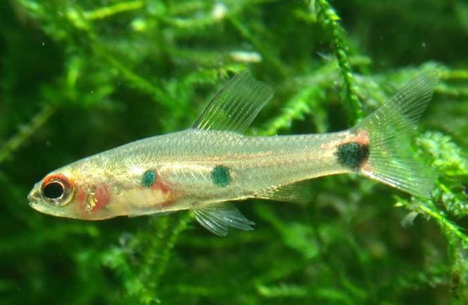 飛鳳魚的養(yǎng)殖方法是什么？，養(yǎng)殖飛鳳魚的基礎知識