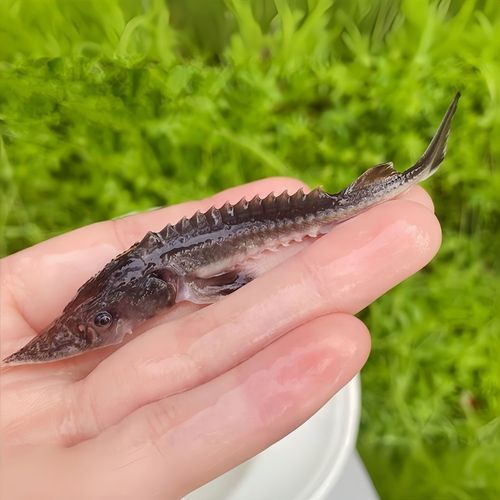 禹會(huì)龍魚的市場價(jià)格是多少？，禹會(huì)龍魚市場價(jià)格波動(dòng)大嗎禹會(huì)龍魚市場價(jià)格波動(dòng)大嗎