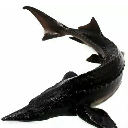 禹會(huì)龍魚的市場價(jià)格是多少？，禹會(huì)龍魚市場價(jià)格波動(dòng)大嗎禹會(huì)龍魚市場價(jià)格波動(dòng)大嗎