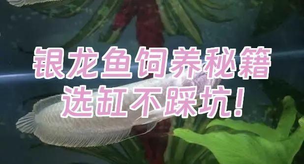 推薦一些適合新手飼養的銀龍魚品種，新手飼養銀龍魚的注意事項