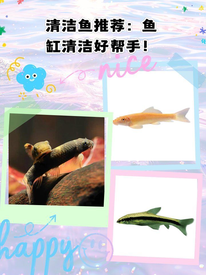 龍魚(yú)缸里可以養(yǎng)多少清潔魚(yú)？，龍魚(yú)缸清潔魚(yú)搭配方案