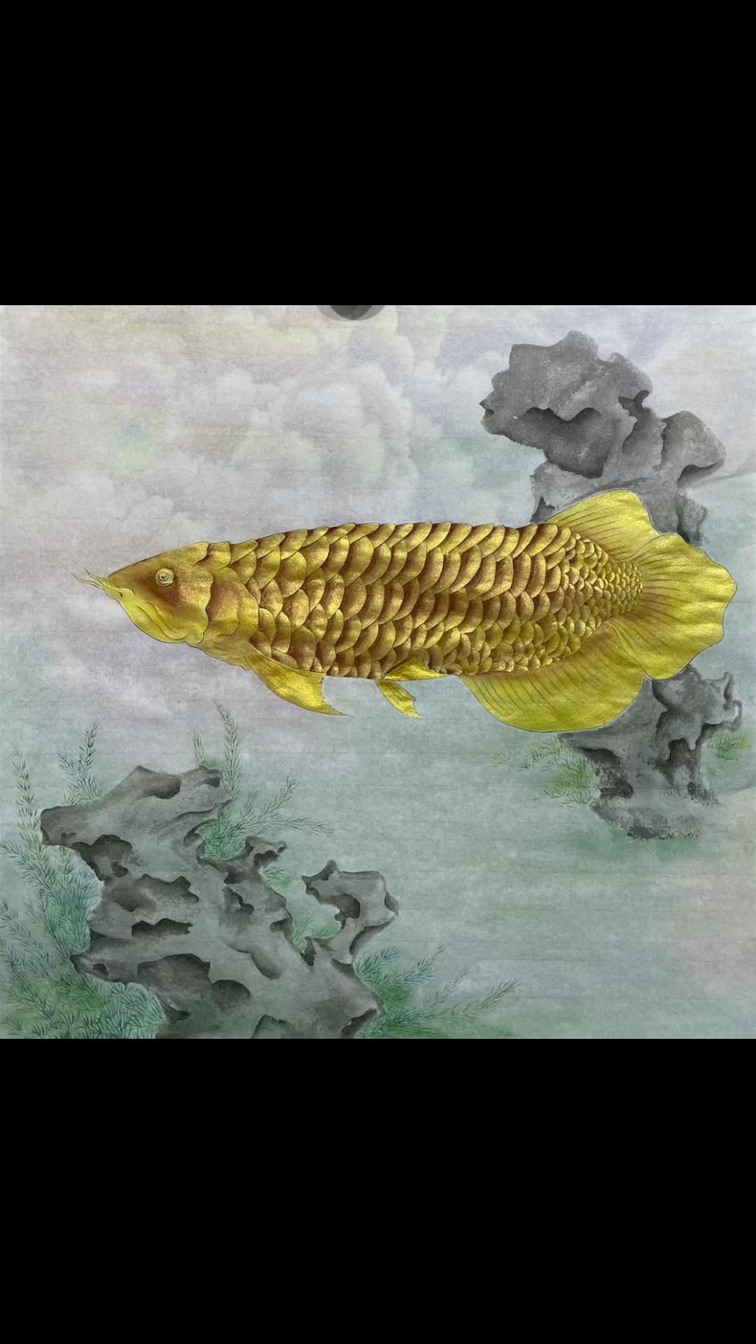 能給出工筆金龍魚底稿的詳細步驟嗎？，工筆金龍魚底稿步驟圖解工筆金龍魚底稿的繪制步驟圖解