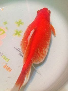 金魚魚鱗變紅滲血是什么病，金魚魚鱗變紅滲血是什么病金魚鱗片變紅滲血是什么病