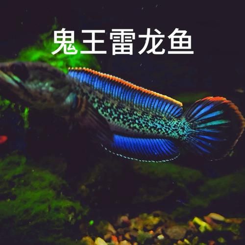 給我一些鬼王雷龍的圖片，鬼王雷龍的飼養(yǎng)參數(shù)