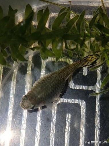 魚豎鱗病爆發(fā)后如何快速控制，如何快速控制魚豎鱗病
