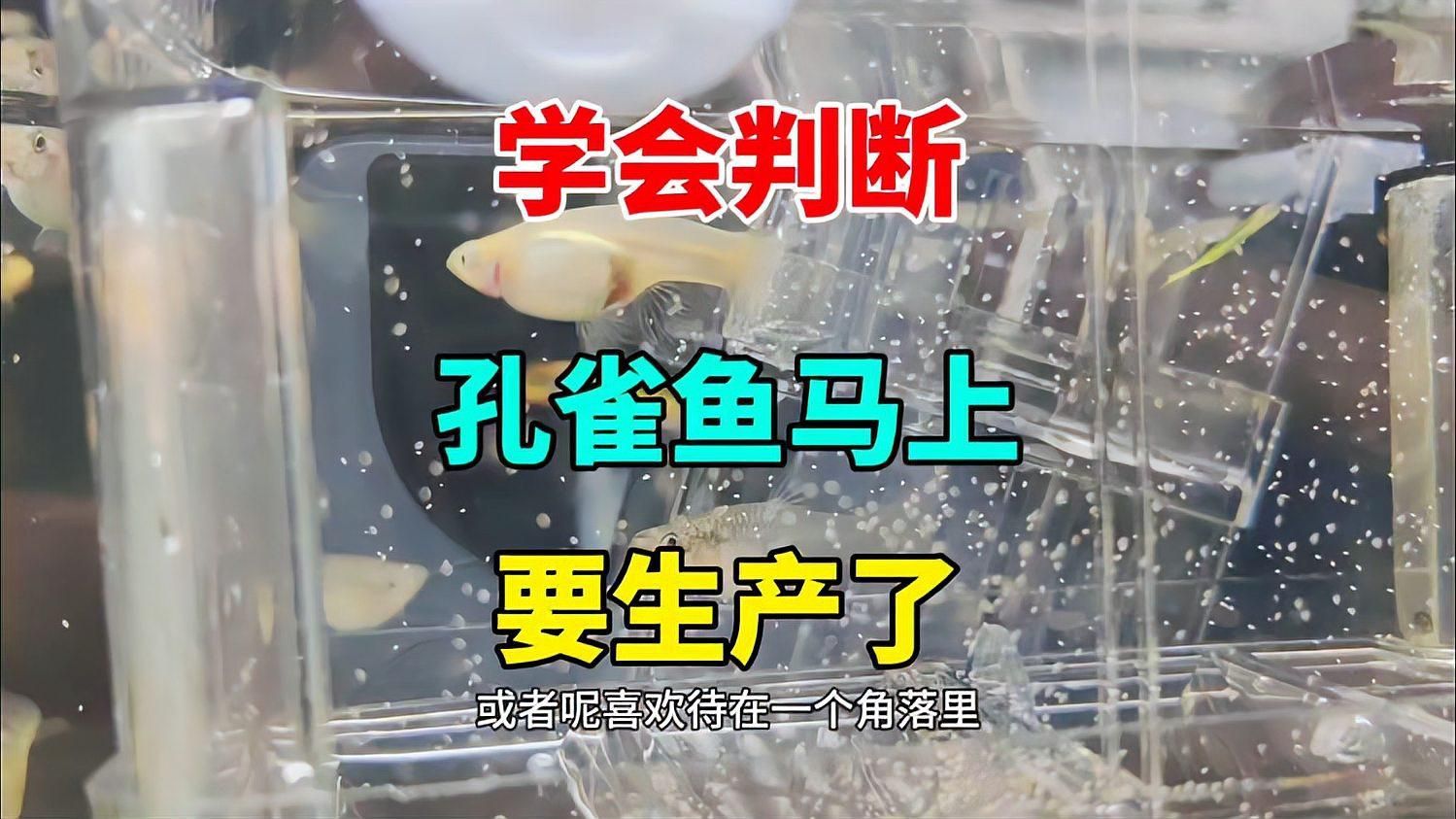 孔雀魚繁殖需要注意什么，孔雀魚繁殖護理checklist,幫你一步步避開常見坑