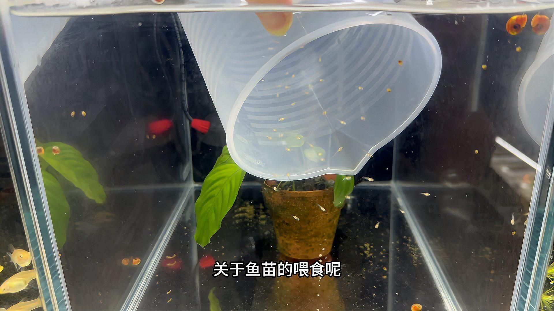 孔雀魚繁殖需要注意什么，孔雀魚繁殖護理checklist,幫你一步步避開常見坑