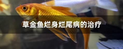 腹水魚最簡單三個處理，腹水魚最簡單三個處理,腹水魚（dropsy）