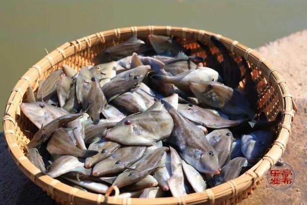 樂(lè)亭龍魚(yú)的產(chǎn)品質(zhì)量如何？