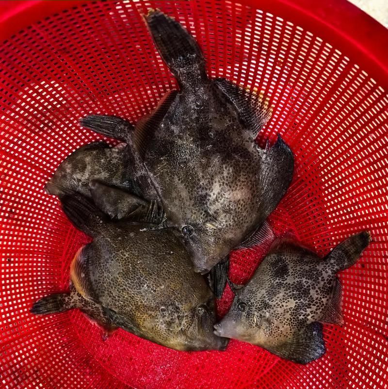 樂(lè)亭龍魚(yú)的產(chǎn)品質(zhì)量如何？