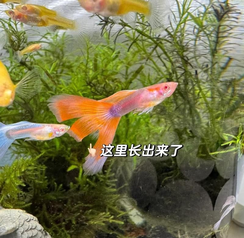 魚爛尾能自愈嗎，魚爛尾能自愈嗎,