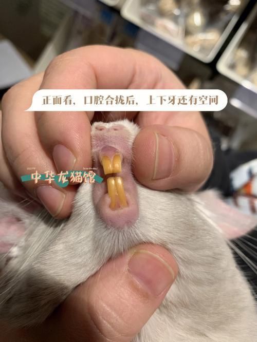 龍貓先天性疾病有哪些常見類型，龍貓先天性疾病有哪些常見類型及其臨床表現(xiàn)
