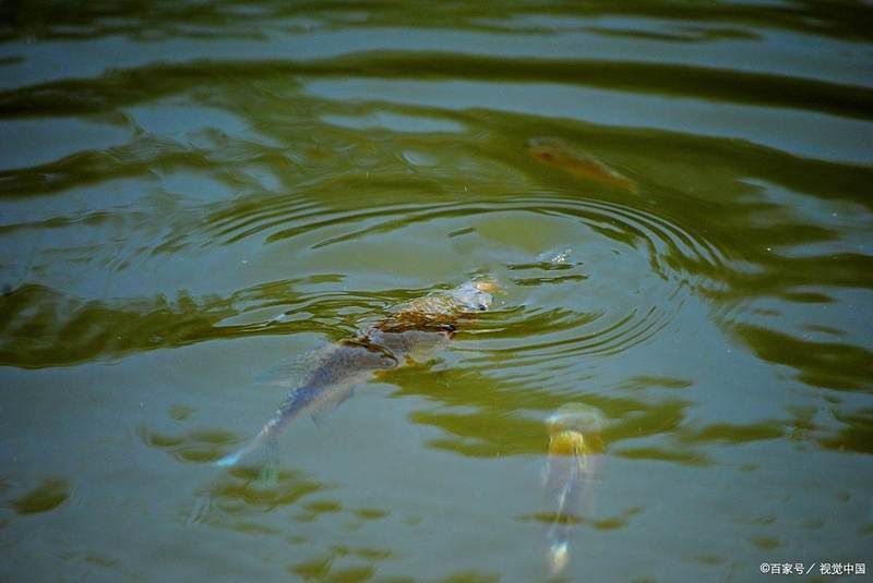哪些藥物可以有效緩解魚浮頭，魚浮頭如何治療