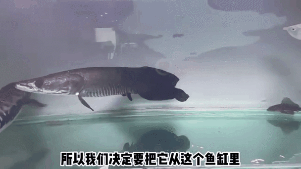 魚撞缸最佳處理方法，arxiv論文助手魚撞缸最佳處理方法詳解（1000字+配圖）