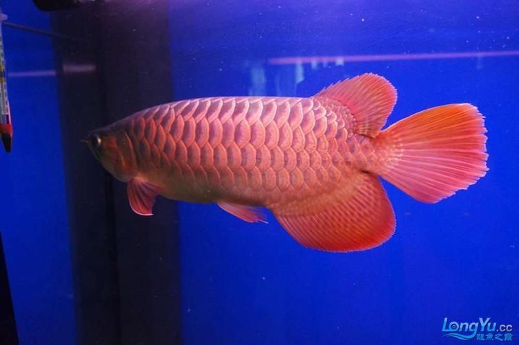 能否提供龍魚(yú)后三鰭發(fā)育的圖片