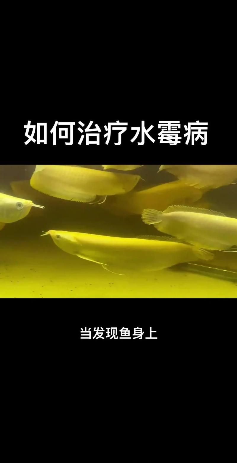 如何預防龍魚感染這四種病？，如何預防龍魚感染四種疾病預防措施