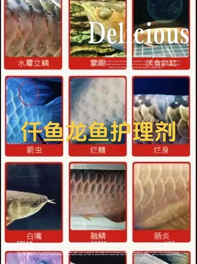 如何預防龍魚感染這四種病？，如何預防龍魚感染四種疾病預防措施