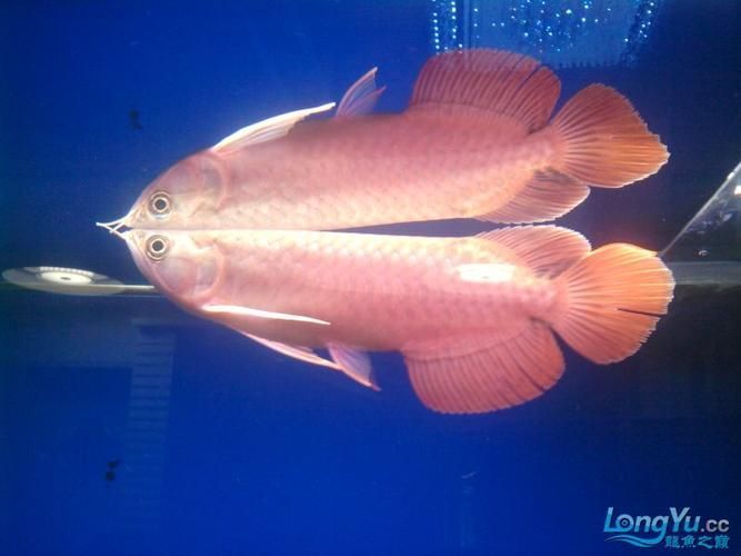 有哪些龍魚品種適合20公分階段飼養？，20cm龍魚飼養指南