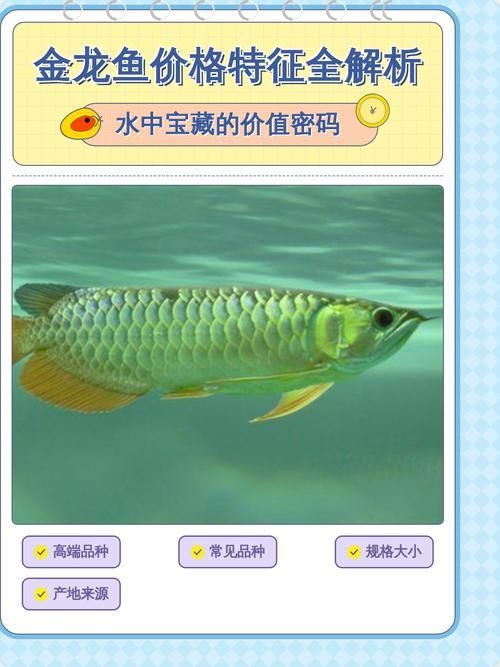 祥龍魚場提供的金龍魚價格是多少？，祥龍魚場金龍魚價格查詢