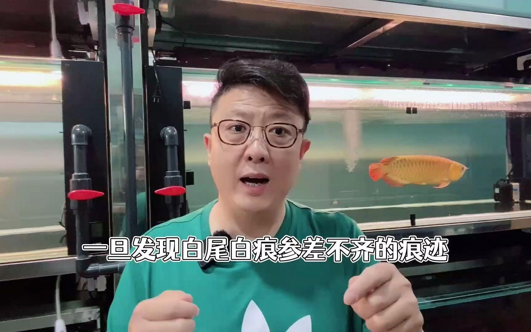 如何判斷龍魚尾巴發(fā)白是哪種原因？，龍魚尾巴發(fā)白是哪種原因引起的，如何判斷龍魚尾巴發(fā)白是哪種原因