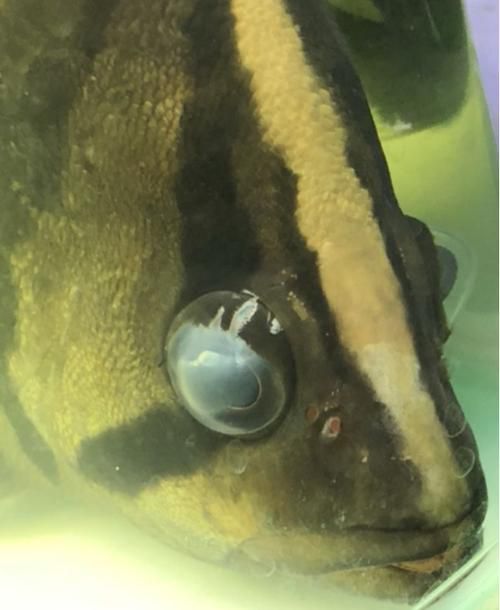 能提供更多關于魚蒙眼病的圖片嗎，如何判斷魚是否患有蒙眼病,能提供更多治療魚蒙眼病的藥物嗎