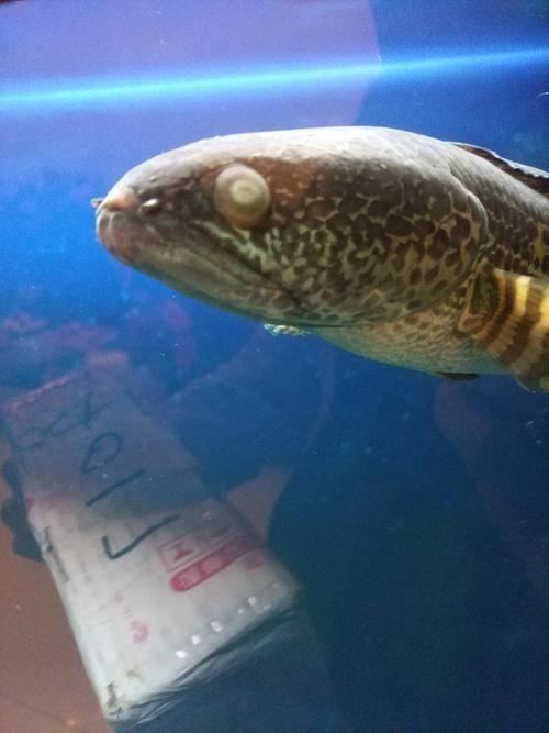 能提供更多關于魚蒙眼病的圖片嗎，如何判斷魚是否患有蒙眼病,能提供更多治療魚蒙眼病的藥物嗎