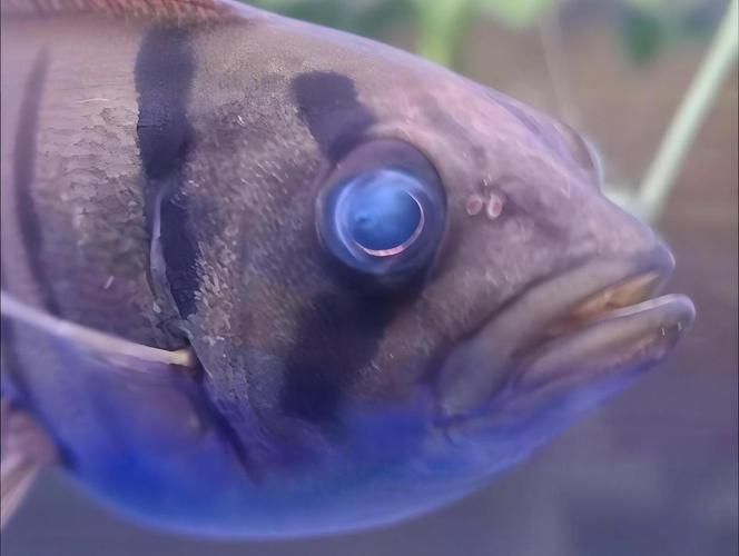 能提供更多關于魚蒙眼病的圖片嗎，如何判斷魚是否患有蒙眼病,能提供更多治療魚蒙眼病的藥物嗎