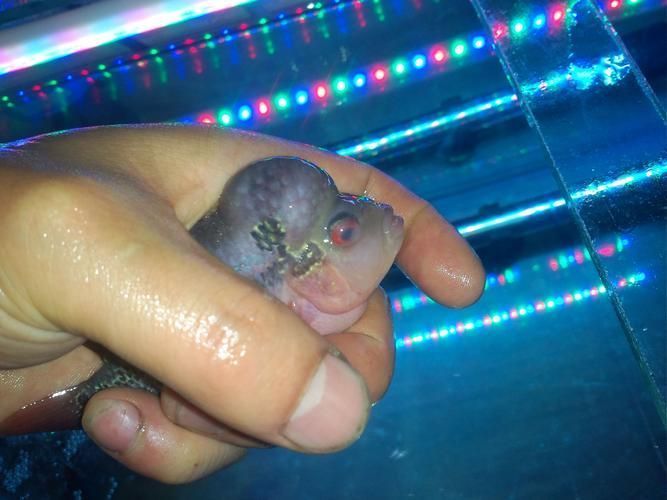 能提供更多關于魚蒙眼病的圖片嗎，如何判斷魚是否患有蒙眼病,能提供更多治療魚蒙眼病的藥物嗎