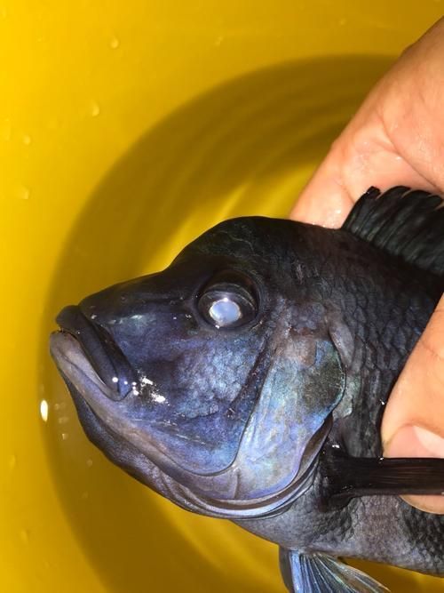 能提供更多關于魚蒙眼病的圖片嗎，如何判斷魚是否患有蒙眼病,能提供更多治療魚蒙眼病的藥物嗎