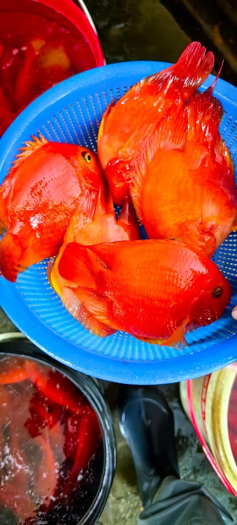 如何區分財神鸚鵡魚的真假？，如何區分財神鸚鵡魚的真假
