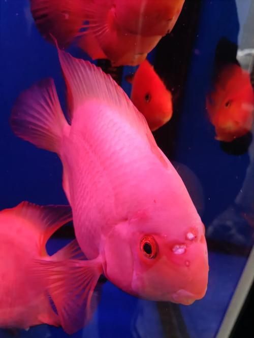 如何區分財神鸚鵡魚的真假？，如何區分財神鸚鵡魚的真假