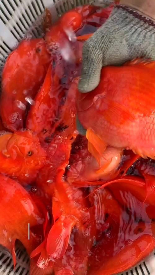 如何區分財神鸚鵡魚的真假？，如何區分財神鸚鵡魚的真假
