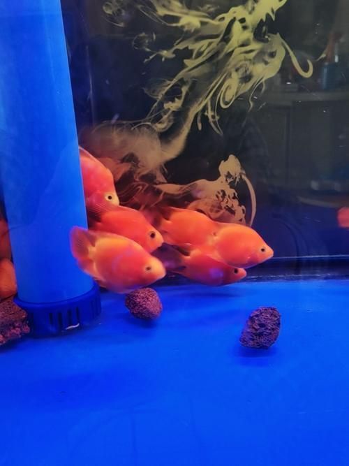 如何區分財神鸚鵡魚的真假？，如何區分財神鸚鵡魚的真假