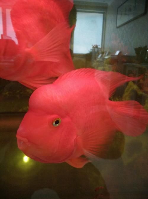 如何區分財神鸚鵡魚的真假？，如何區分財神鸚鵡魚的真假