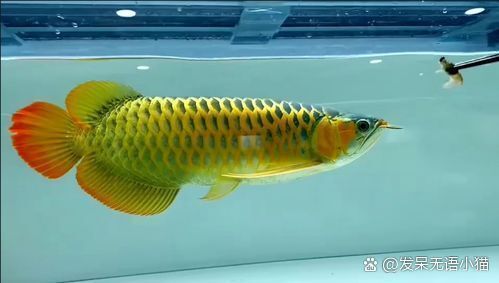 龍魚發紅需要換水嗎？，紅龍魚發紅后多久換水一次紅龍魚發色管理計劃表