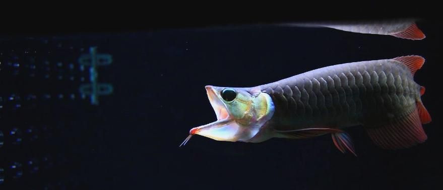 推薦一些永年龍魚的養(yǎng)殖圖片