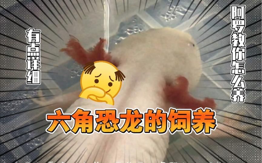六角恐龍魚的飼養難度大嗎？，六角恐龍魚的飼養難度大嗎六角恐龍魚飼養全攻略