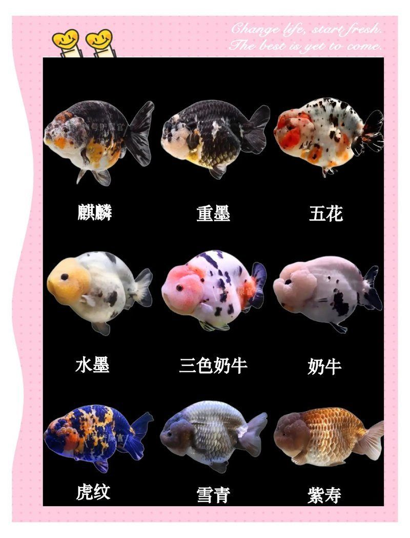 “龍鱗蘭壽”金魚有哪些獨特外觀特點？，長樂龍鱗蘭壽奪得2025“長城杯”世界金魚錦標賽冠軍