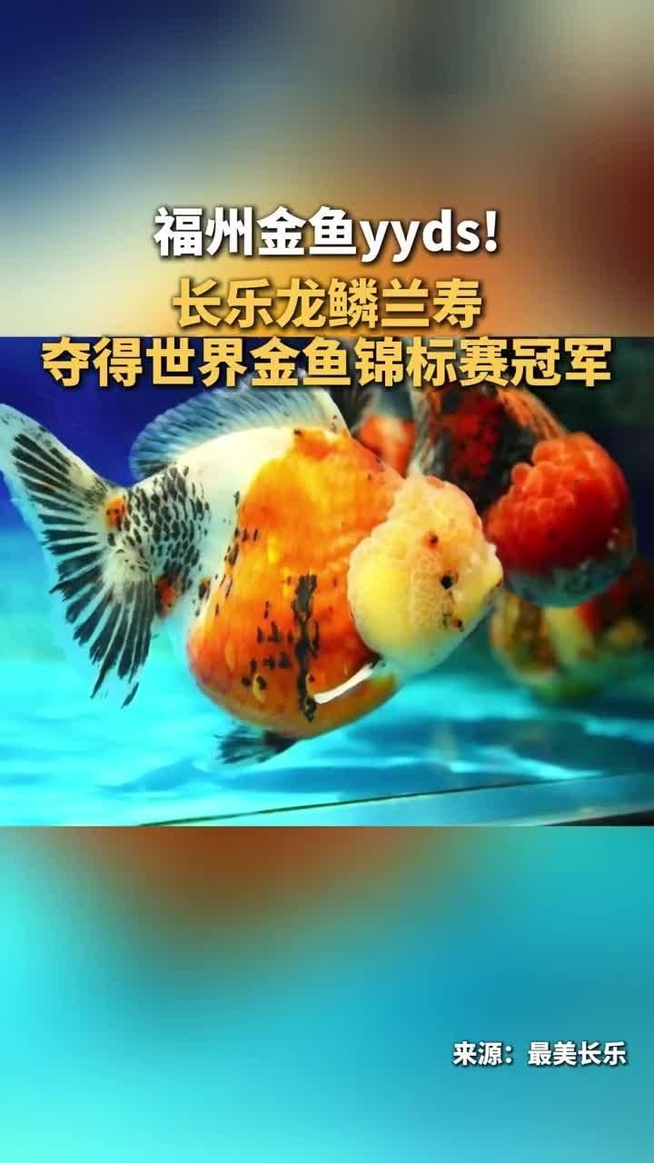 “龍鱗蘭壽”金魚有哪些獨特外觀特點？，長樂龍鱗蘭壽奪得2025“長城杯”世界金魚錦標賽冠軍