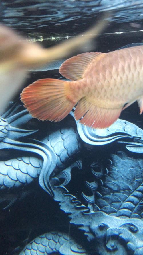 提供更多龍魚外寄癥狀圖，龍魚外寄癥狀圖