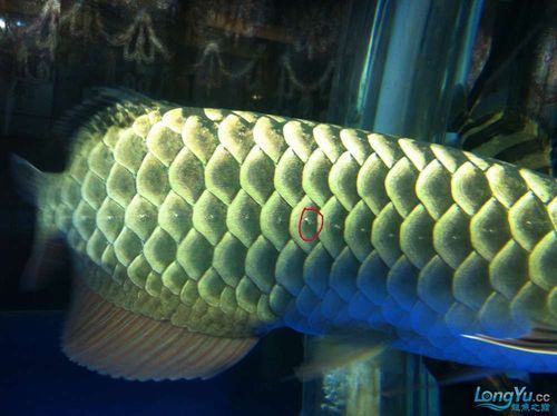 提供更多龍魚外寄癥狀圖，龍魚外寄癥狀圖
